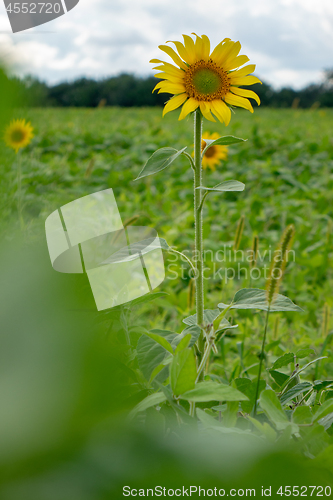 Image of Farmer field with sunflowers against the gray sky.