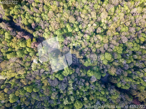 Image of A bird\'s eye view from drone on diagonally Forest Road.