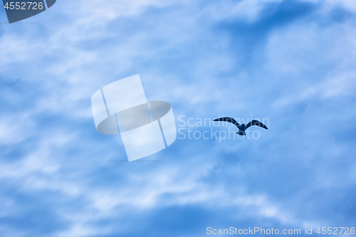 Image of gulls flying in the sky