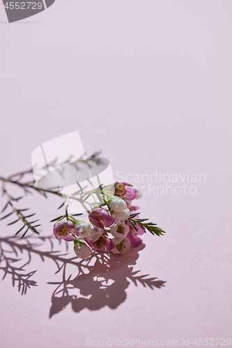 Image of Fresh spring branch of pink flowers on a pink background. Card