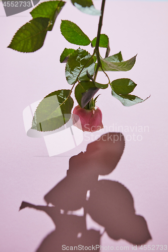 Image of Fresh pink rose on a purple background. Festive card