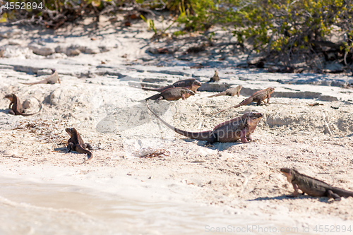 Image of exuma island iguanas in the bahamas