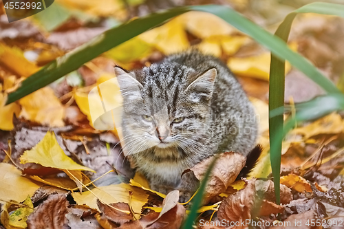Image of Kitten in the Grass