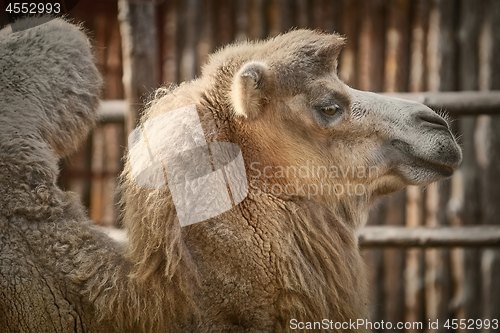 Image of Portrait of Camel