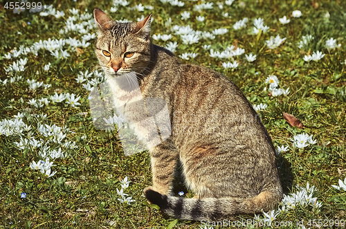 Image of Cat on the Field