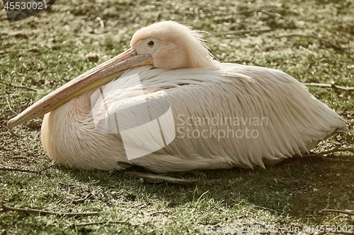 Image of Great White Pelican