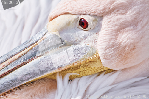 Image of Portrait of Pelican