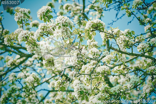 Image of Cherry-plum Flowers