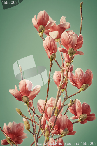 Image of Magnolia Flowers against Green Background