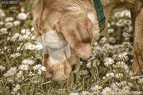 Image of Dog Sniffing Chamomiles