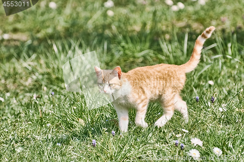 Image of Outbred Cat on the Grass