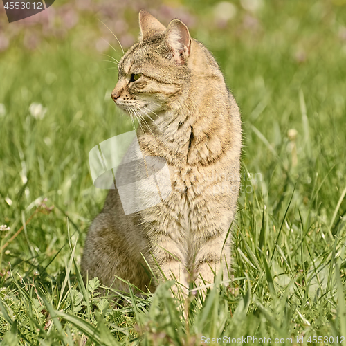 Image of Outbred Cat on the Grass