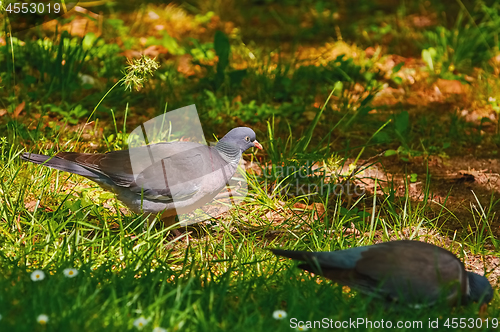 Image of Wood Pigeon on Grass