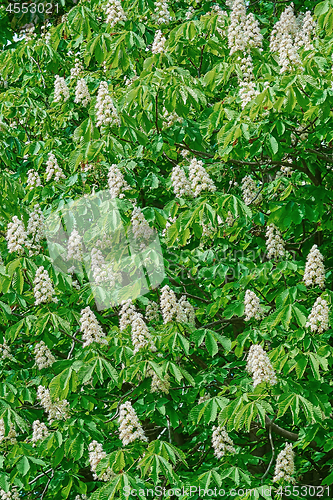 Image of Chestnut in Bloom