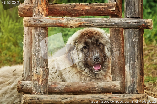 Image of Dog near the Ladder