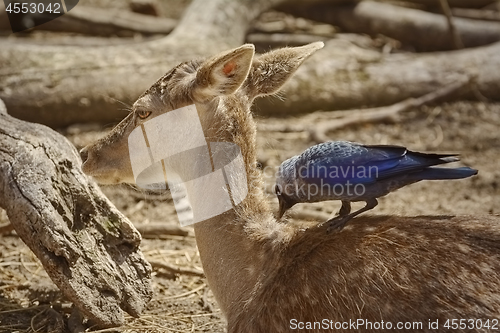 Image of Crow Collects Wool