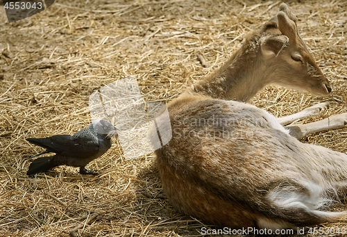 Image of Crow Collects Wool