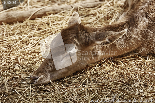 Image of Portrait of Deer