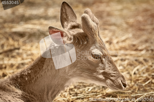 Image of Portrait of Deer