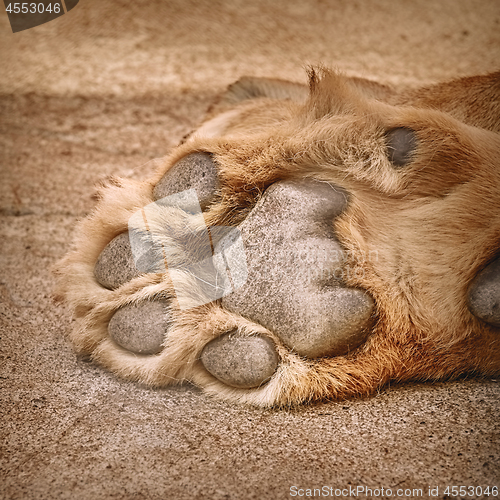 Image of Paw of Lion