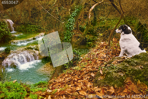 Image of Dog and Waterfall