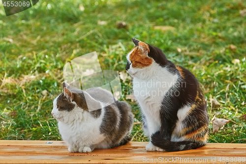 Image of Two Cats on the Bench