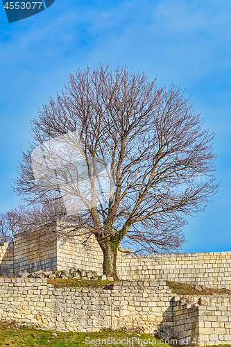 Image of Bare Tree in Fort
