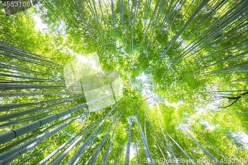 Image of Lush vegetation in famous tourist site Bamboo forest, Kyoto, Japan.