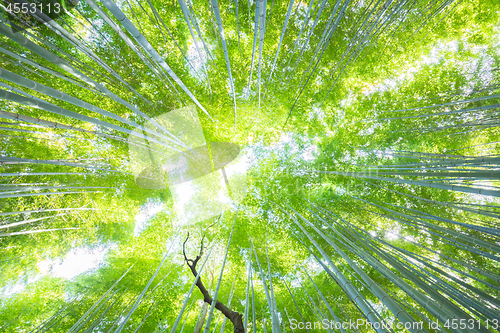 Image of Lush vegetation in famous tourist site Bamboo forest, Kyoto, Japan.