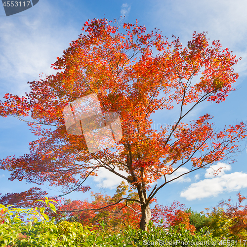 Image of Colorful autunm tree.