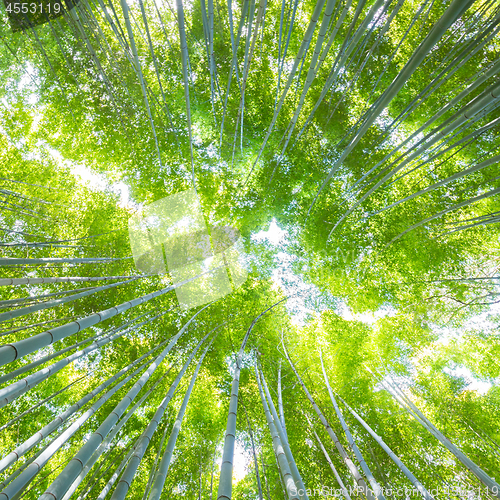 Image of Lush vegetation in famous tourist site Bamboo forest, Kyoto, Japan.