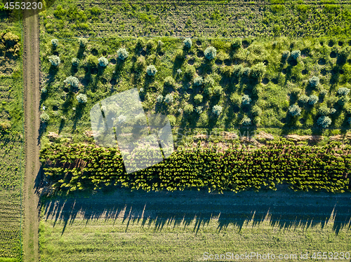 Image of Field with pits and young trees for growing and planting the cit