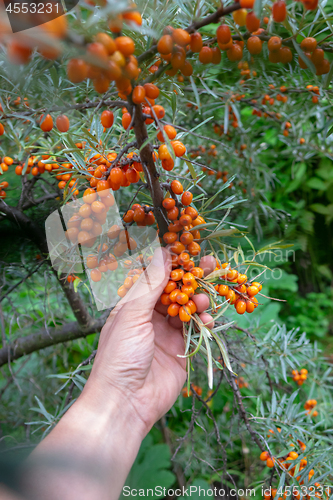 Image of Fresh berries of sea-buckthorn on a branch, a man\'s hand gathers ripe berries. Organic Homemade Food