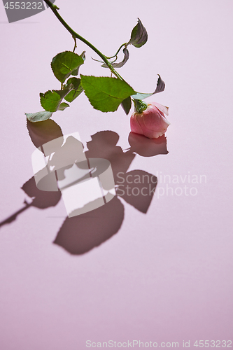 Image of Pink rose with buds against a pink background with shadow.