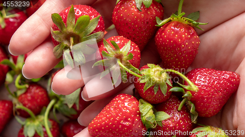 Image of Close-up in a woman\'s hands juicy ripe strawberry. Flat lay