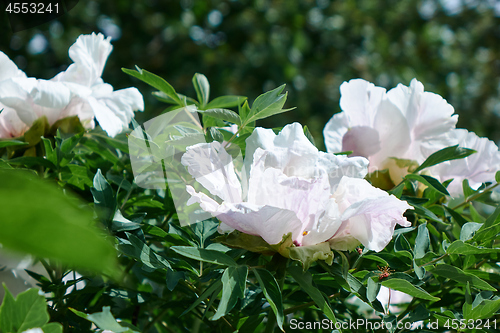 Image of Delicate white peonies in the garden.