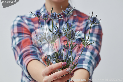 Image of Beautiful flower eryngium in a girl\'s hand