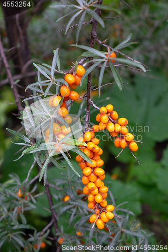 Image of Juicy fresh sea-buckthorn on a green branch in a rural garden. Organic food