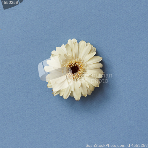 Image of One white gerbera flower isolated on a blue background
