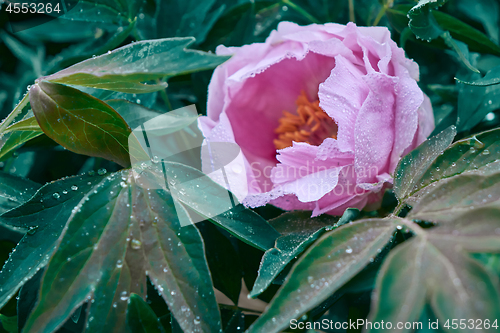 Image of Beautiful pink pionia in the spring garden.