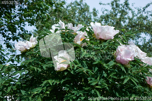 Image of bush with lilac flowers Peonies in the spring garden.