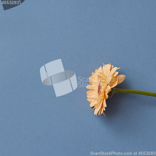 Image of One bright orange gerbera on a blue paper background