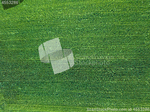 Image of Green field, sown with natural ecological crops from a bird\'s eye view from a flying drone.