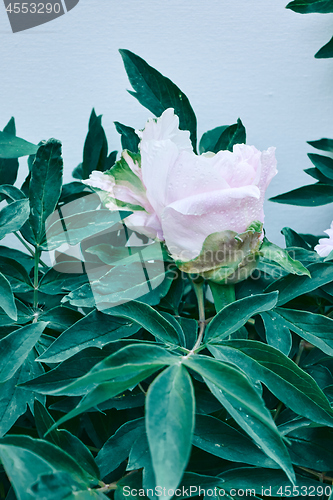 Image of Paeonia suffruticosa pink and white flower head with green