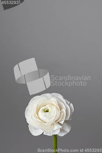 Image of white ranunculus flower on a gray background