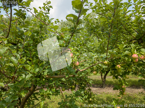 Image of Apple trees with unripe organic fruits in the garden on a sunny day