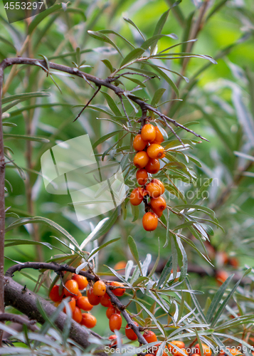 Image of Juicy berries of sea-buckthorn on a green rural garden garden. Organic food