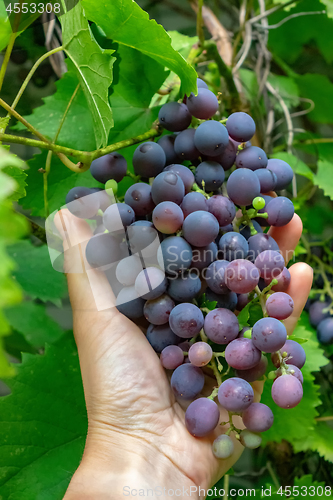 Image of A man\'s hand holds a bunch of ripe grapes against a background of green leaves