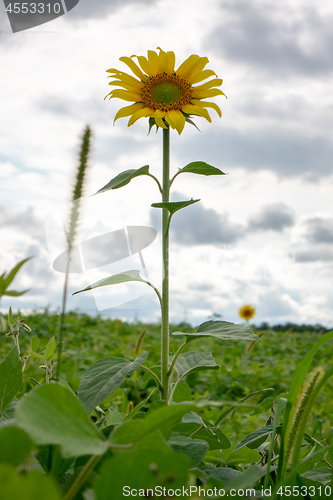 Image of One sunflower in a field against a cloudy sky background