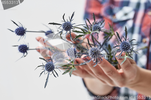 Image of blue flowers eryngium a girl holding